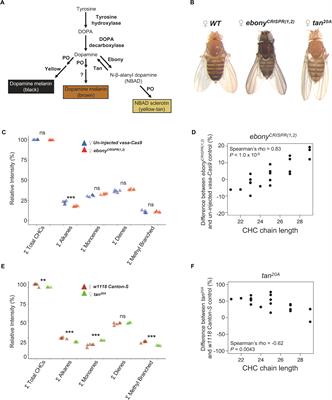 Pleiotropic Effects of ebony and tan on Pigmentation and Cuticular Hydrocarbon Composition in Drosophila melanogaster